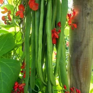 harvest runner beans