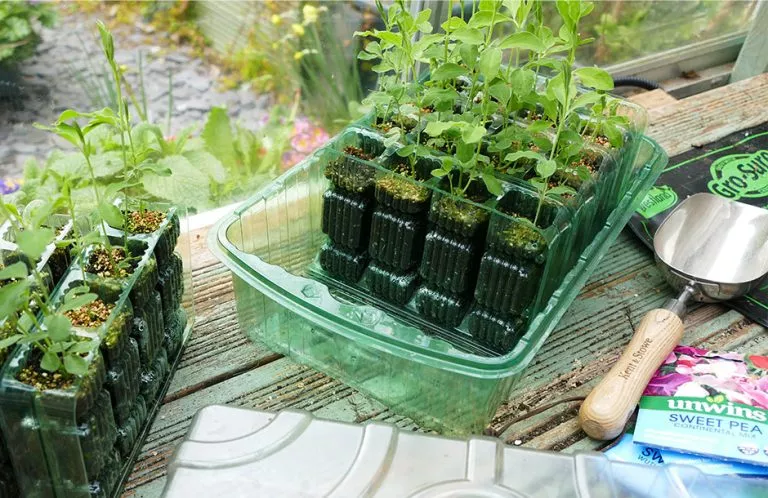 how to grow sweet peas