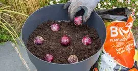 How to Plant a Bulb Lasagne