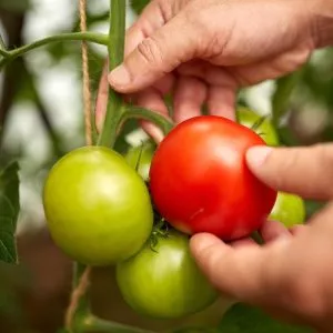 how to harvest september crops tomatoes