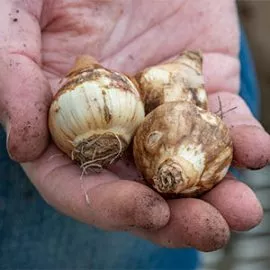 bulb lasagne daffodils