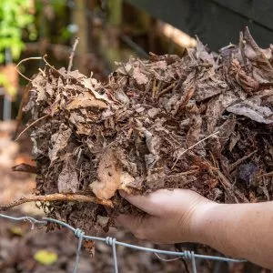 leaf mould