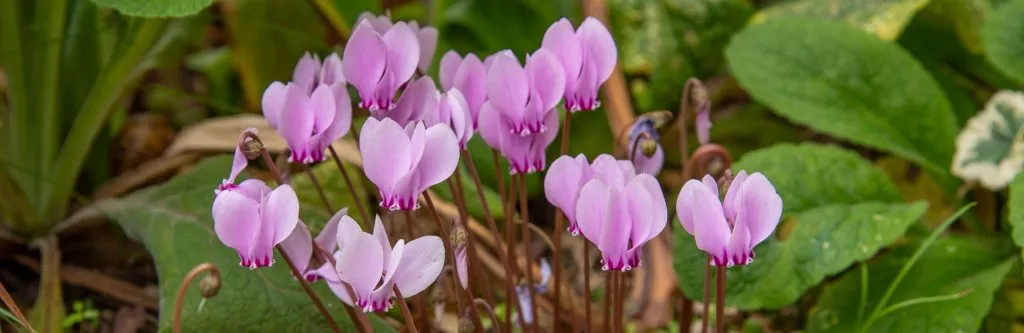 Essential Gardening for October