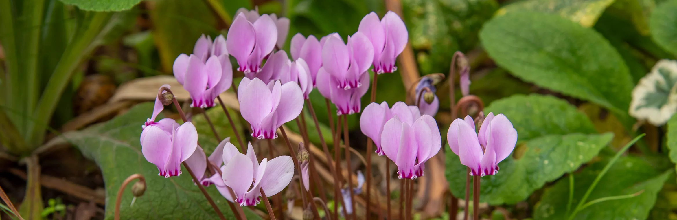 Essential Gardening for October