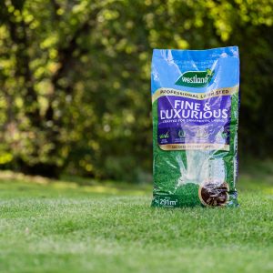 westland professional lawn seed fine and luxurious lifestyle