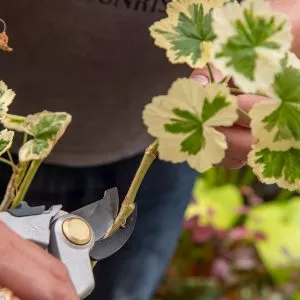 taking cuttings