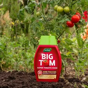 big tom tomato food by tomato plant