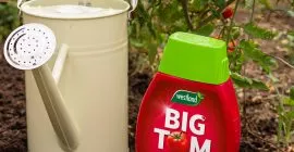 big tom tomato food by watering can