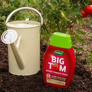 big tom tomato food by watering can