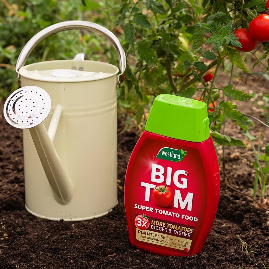 Why Choose Big Tom Super Tomato Food Westland Garden Health why-choose-big-tom-super-tomato-food-westland-garden-health