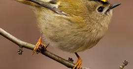 Garden birds in October