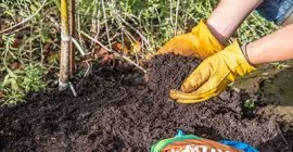 how to mulch in garden