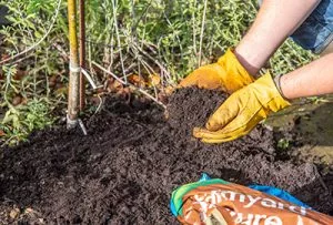 how to mulch with farmyard manure