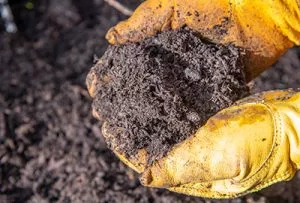 how to mulch close up in hands