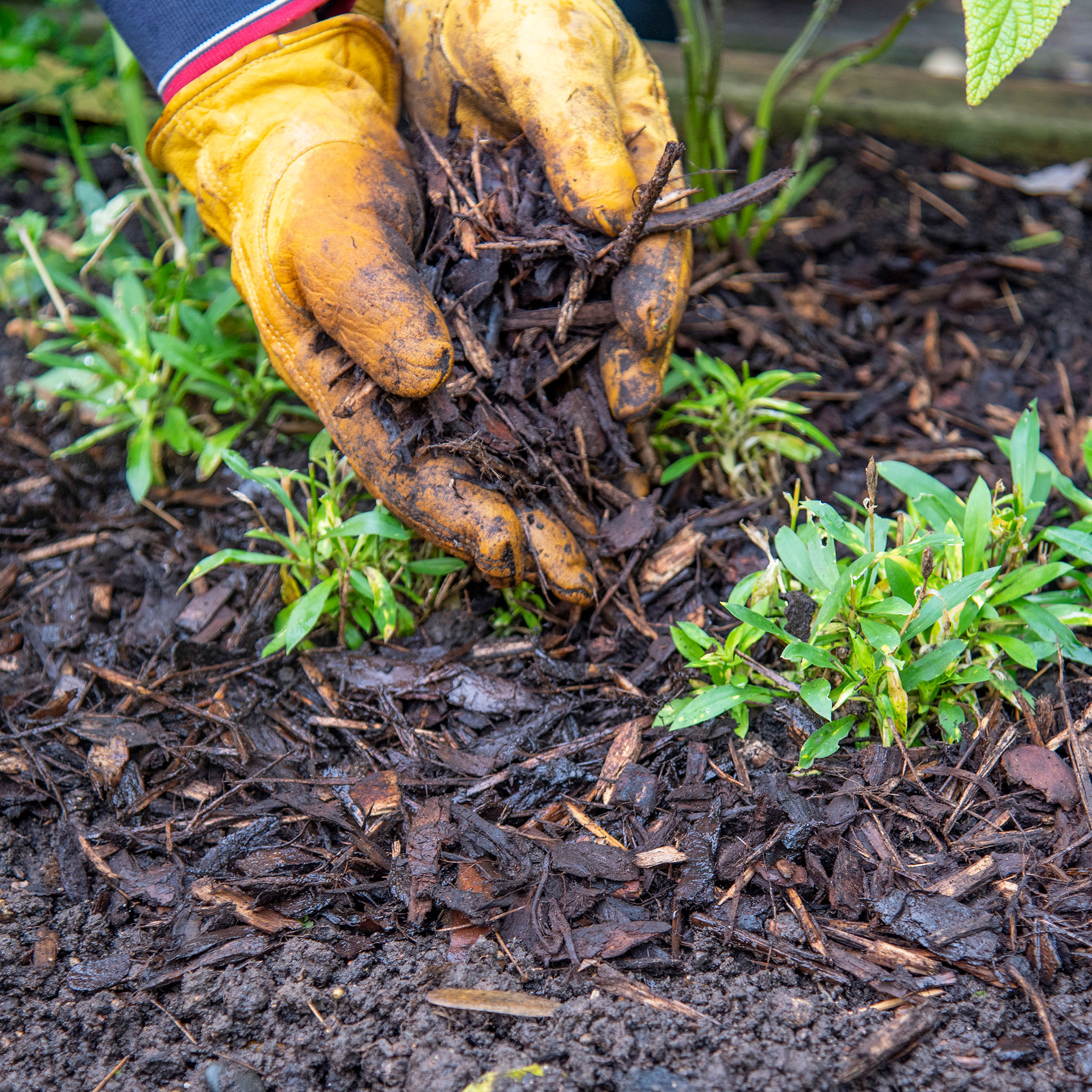 mulching