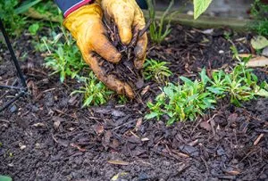 how to mulch with bark
