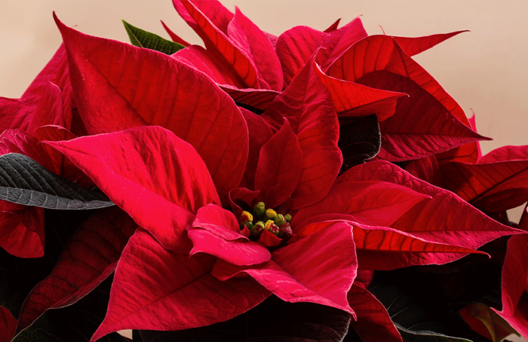 How to Keep Your Christmas Poinsettia Alive