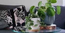 Our Top 10 Most Popular House Plants