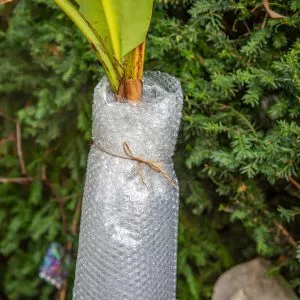 banana plant protection winter gardening