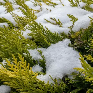 snow on conifer branch