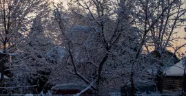 winter gardening