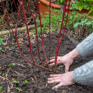 planting hole winter shrubs 