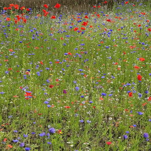 natures haven wildflowers eco-friendly gardening