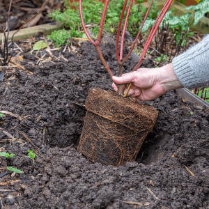 planting hole winter shrubs 