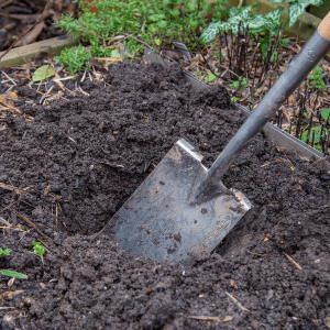 planting hole winter shrubs 