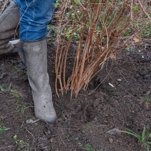 planting hole winter shrubs 