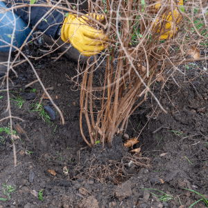 planting hole winter shrubs 