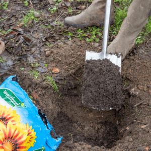 planting hole winter shrubs 