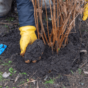 planting hole winter shrubs 