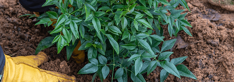 planting winter shrubs banner