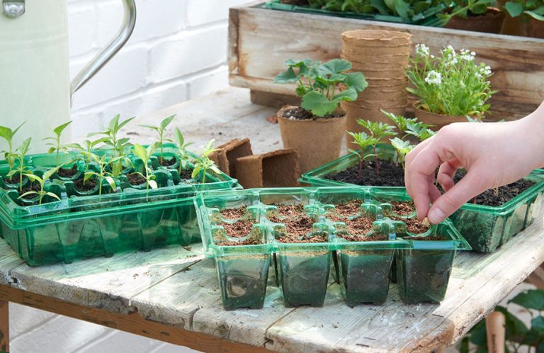 seeds to sow