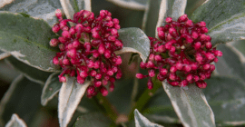 skimmia plant winter flowering shrub