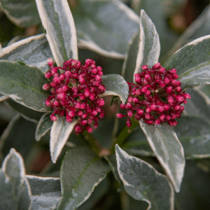 skimmia plant