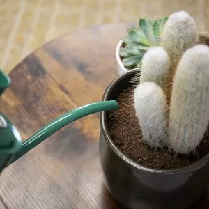 cacti most popular house plants
