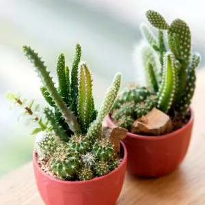 cacti most popular house plants