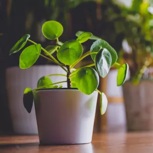 chinese money plant most popular house plants