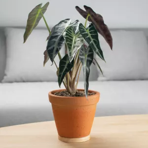 Alocasia macrorrhizos elephants ear