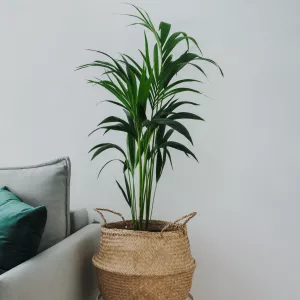 kentia palm most popular house plants