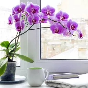 moth orchid