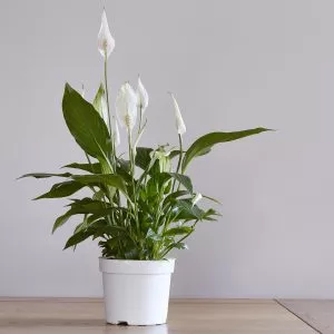 peace lily most popular house plants