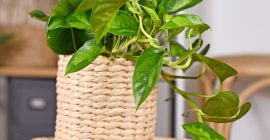 A Beginner’s Guide to Houseplants