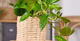 Our Top 10 Most Popular House Plants