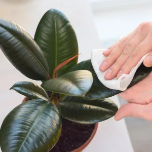 most popular house plants rubber plant