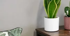 snake plant