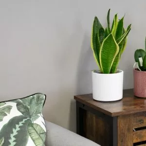 snake plant