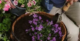 planting hanging baskets